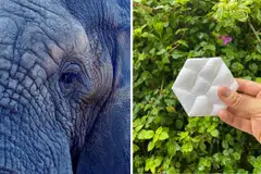 Elephants would never want anti-wrinkle cream; it is precisely the wrinkles that help them keep cool. This inspired bioSEA's "elephant skin tiles".