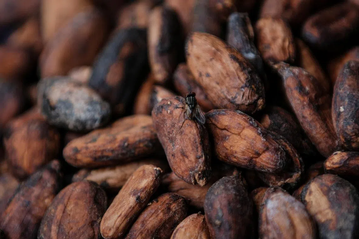 As gold hits record prices, prices of commodies such as cocoa have also risen.