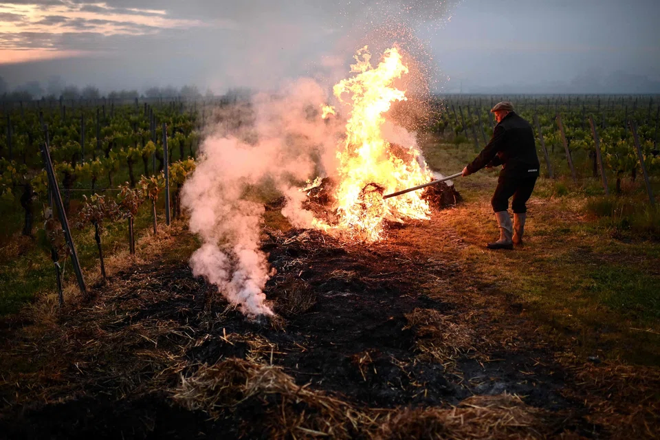 A worker spreads burning straw on the ground in a vineyard to create a smoke screen to keep temperatures above 0 deg C and prevent vines from freezing due to a cold wave hitting the region near Saint-Emilion, France, April 23, 2024. 