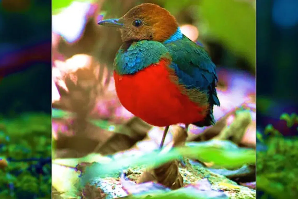 The total populations of wildlife species have plummeted 68 per cent between 1970 and 2016, and one million animal and plant species now face extinction.