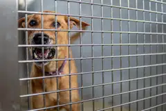 Harry is a nine-year-old Singapore special now housed at Causes for Animals (Singapore), one of the animal shelters at The Animal Lodge. With the tenancies for the animal shelters there expiring, these tenants are anxious about their future. 