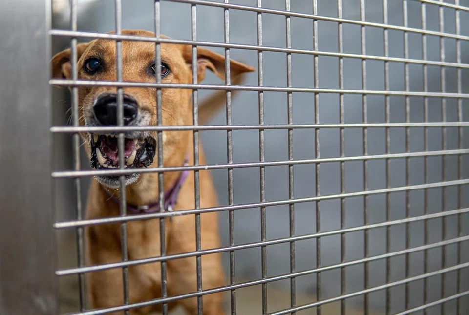 Harry is a nine-year-old Singapore special now housed at Causes for Animals (Singapore), one of the animal shelters at The Animal Lodge. With the tenancies for the animal shelters there expiring, these tenants are anxious about their future. 