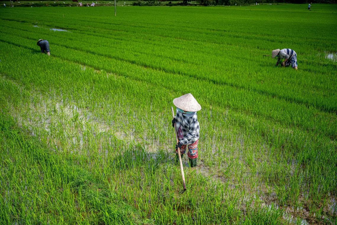 A rice paddy field in Hoi An. Vietnam's 14.7 million ha of forest absorbs around 70 million tonnes of carbon dioxide annually; agriculture, particularly rice cultivation, could yield up to 57 million credits per year.