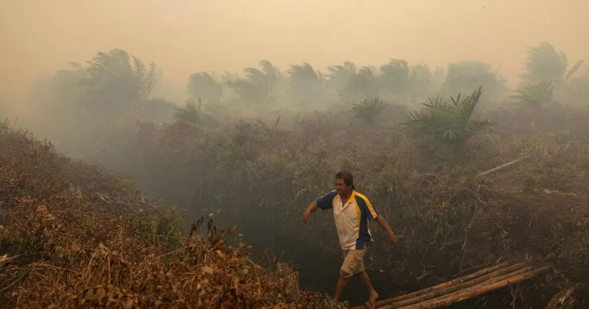 Two Singapore-listed palm oil firms named in Greenpeace report on Indonesian plantation fires
