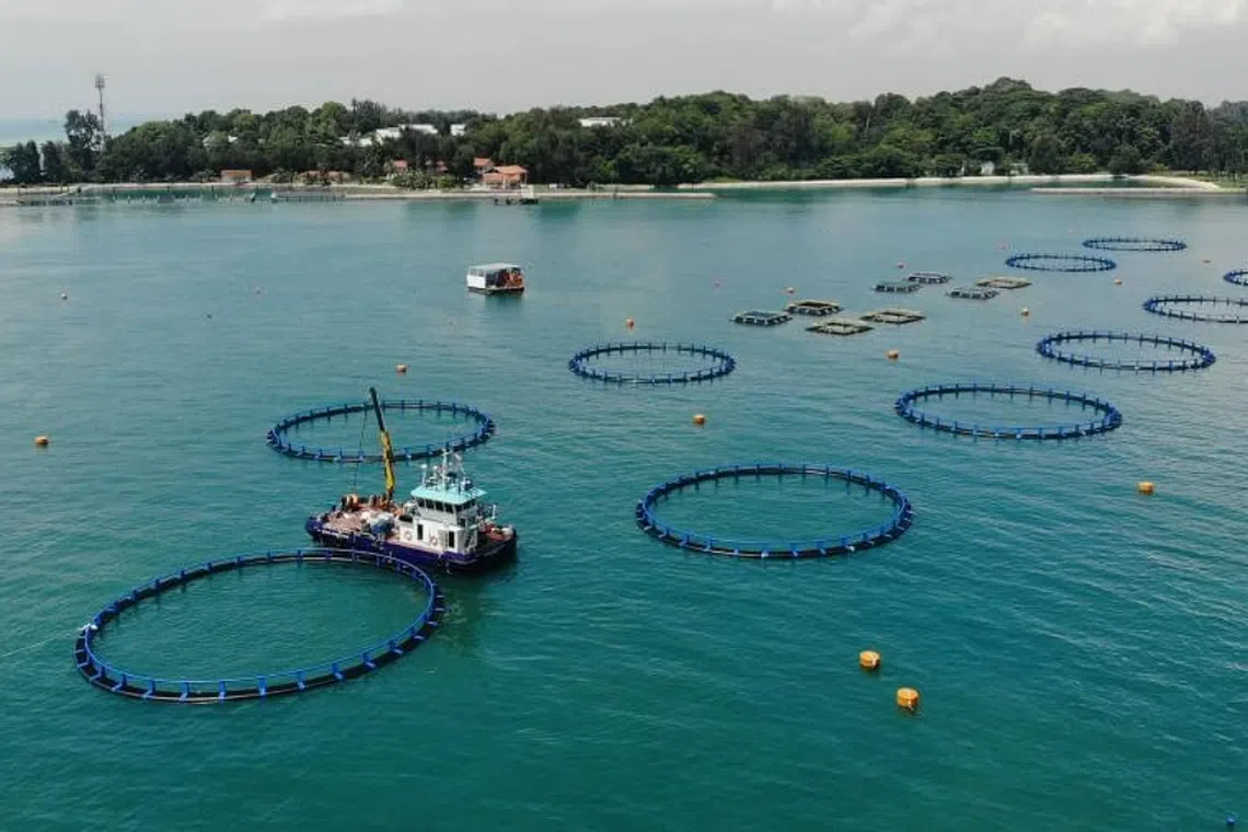 One of Barramundi Group's deep-sea farm site, off St John's Island. The other two sites are off Pulau Semakau and Pulau Senang.