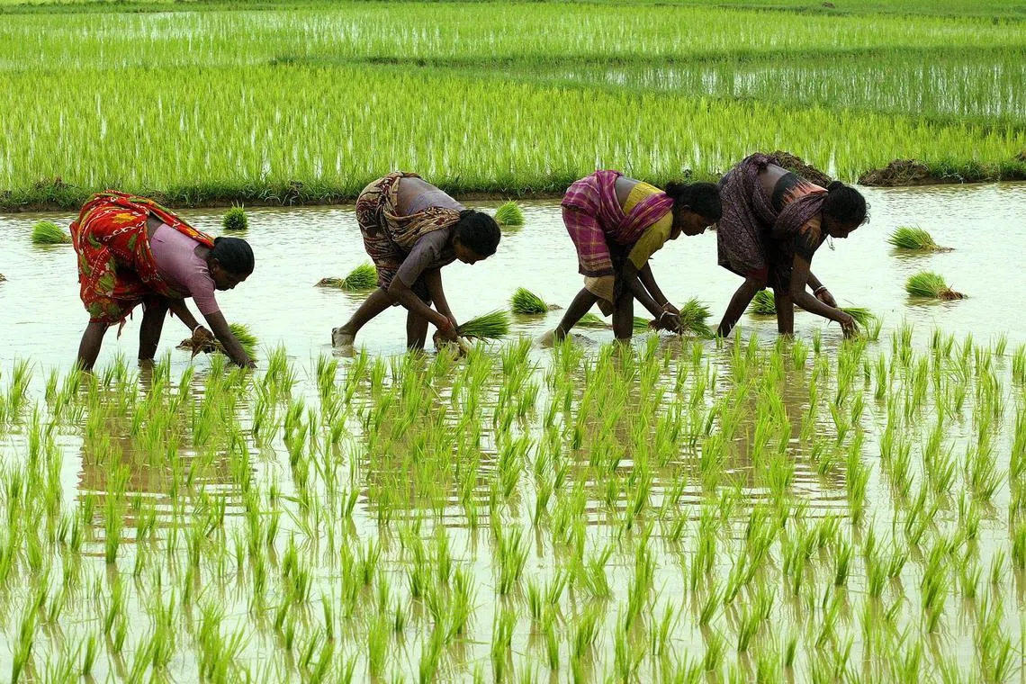 Traders and officials expect Asian rice production in the first half of 2024 to drop, as dry planting conditions and shrinking reservoirs are likely to cut yields.