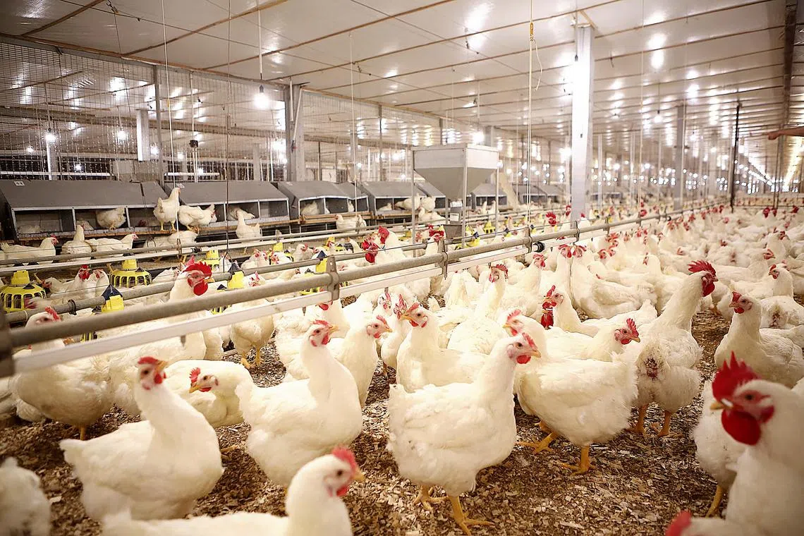 Shares in agri-food company Japfa were suspended from May 19. 