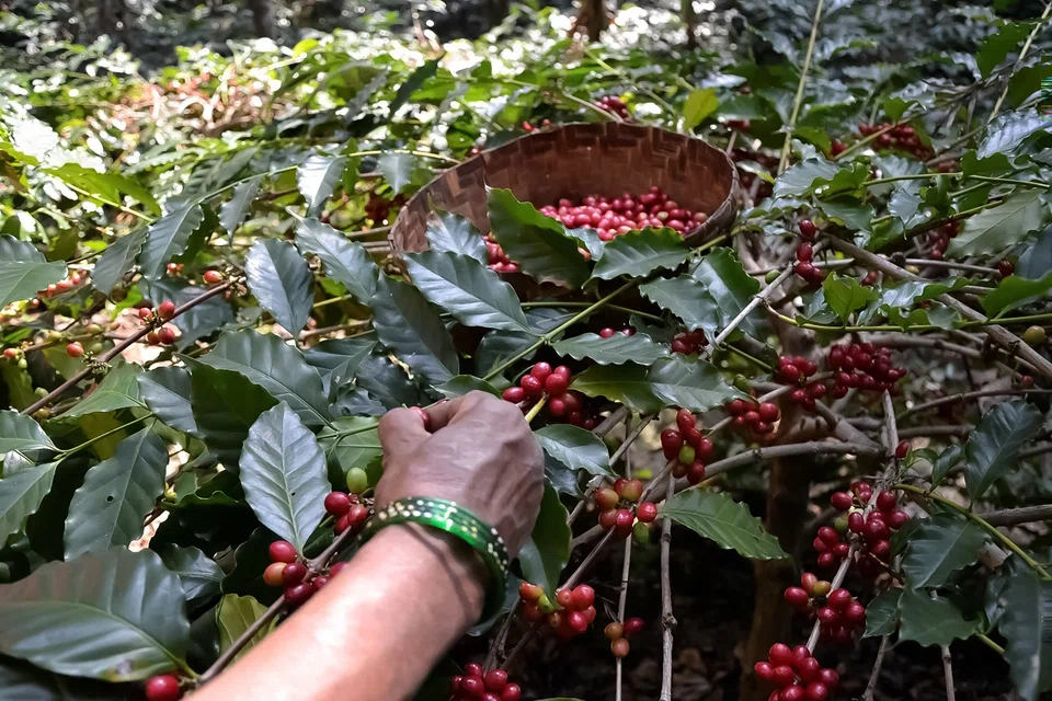 Internationally acclaimed for its quality, Araku Coffee has reached more than 42 countries, including South Korea, Japan, France, the UK, Germany, and the US.