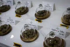 Thailand government said that a licence required by those who grow, export and possess cannabis for medical and research use.