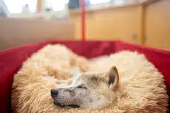 Kabosu, best known as the logo of cryptocurrency Dogecoin, having a rest at the office of her owner Atsuko Sato. Kobosu has been ill with leukaemia and liver disease since late 2022.