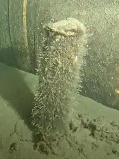 The Danish energy agency said it is “possible” that the object is a maritime smoke buoy, 40 centimetres tall and 10 cm wide, and that it “does not pose an immediate safety risk”. 