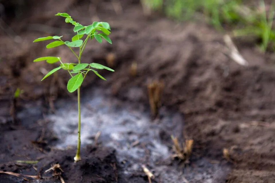 The prices of Redd+ credits have fallen 19 per cent since coming under intense scrutiny earlier this year, Trove noted.