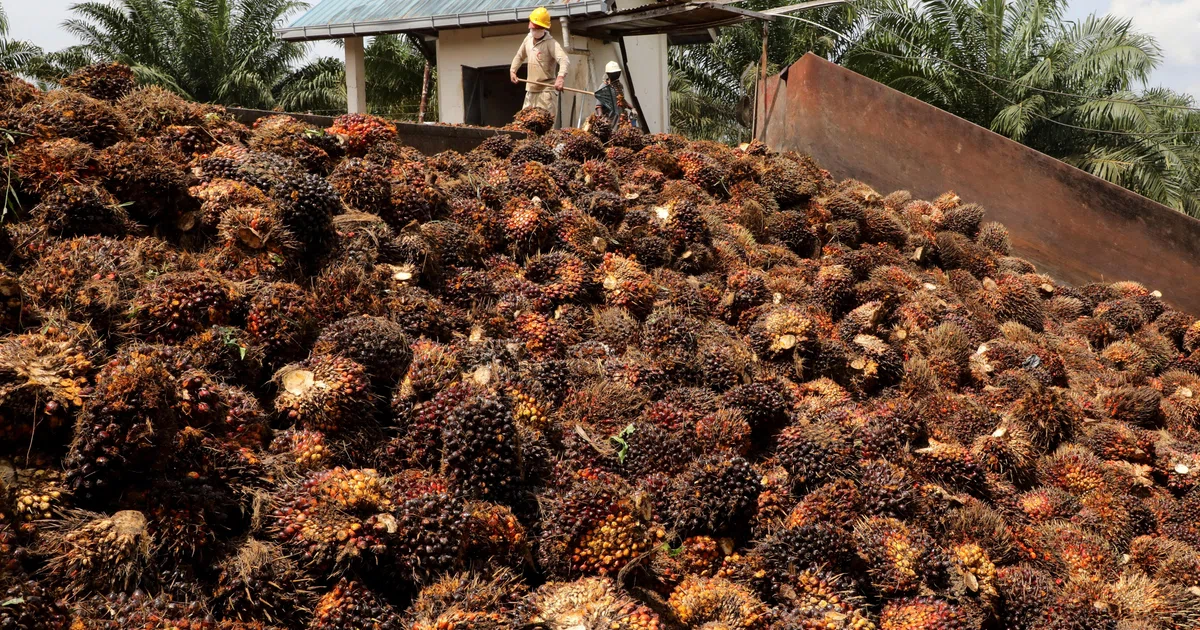 Malaysia sees 2027 palm output declining, announces support measures ...