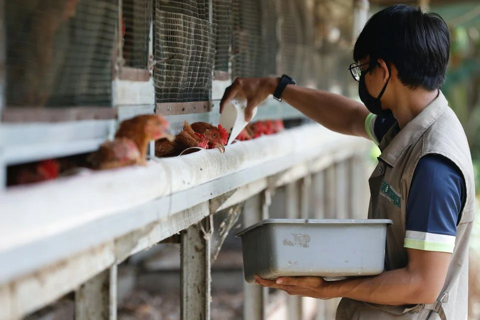 Indonesia, South-east Asia's biggest and most populous country with more than 270 million people, currently has a surplus in chicken production.