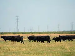 The Texas health department says cattle infections do not present a concern for the commercial milk supply, as dairies are required to destroy milk from sick cows. Pasteurisation also kills the virus.