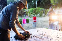 Greg Ernst sorts a pile of zinfandel grapes at his home in Geyserville, California. Some 500,000 hobbyists in North America are making wine with purchased grapes, juice, even berries.
