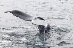 Japan hunts Bryde’s, minke and sei whales, and wants to expand its list to include fin whales as well. 