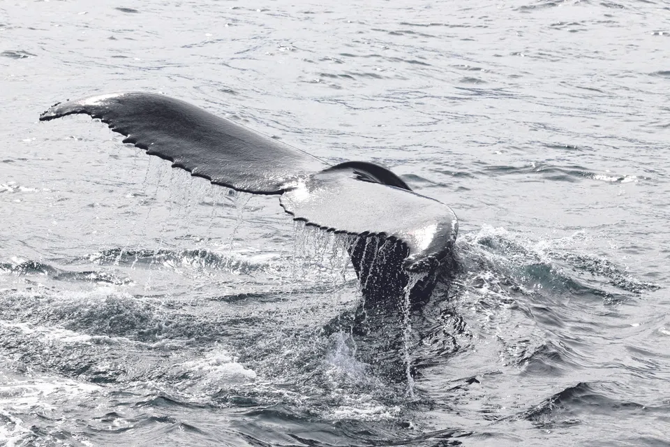Japan hunts Bryde’s, minke and sei whales, and wants to expand its list to include fin whales as well. 