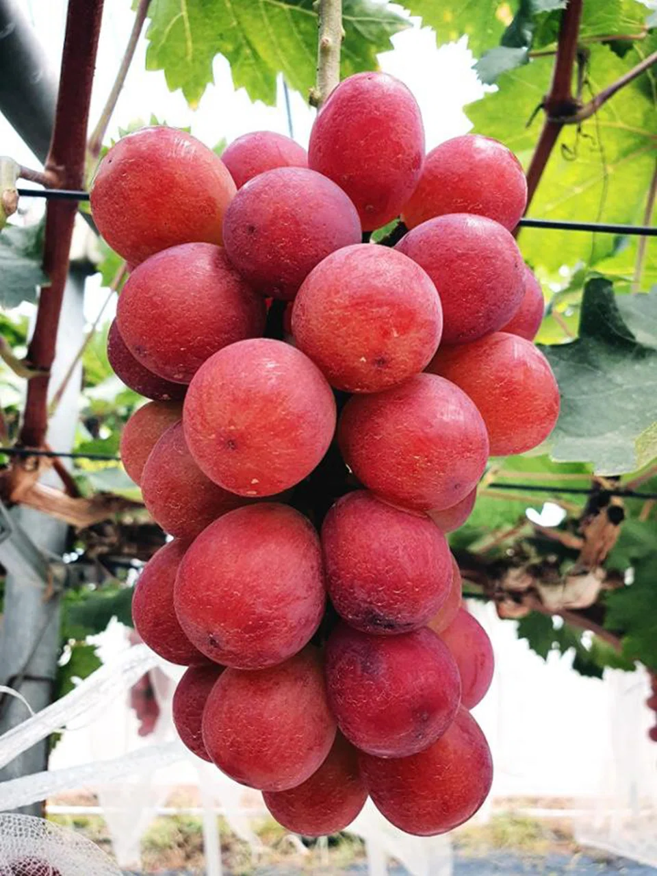 Red claret grapes boast high levels of sweetness.