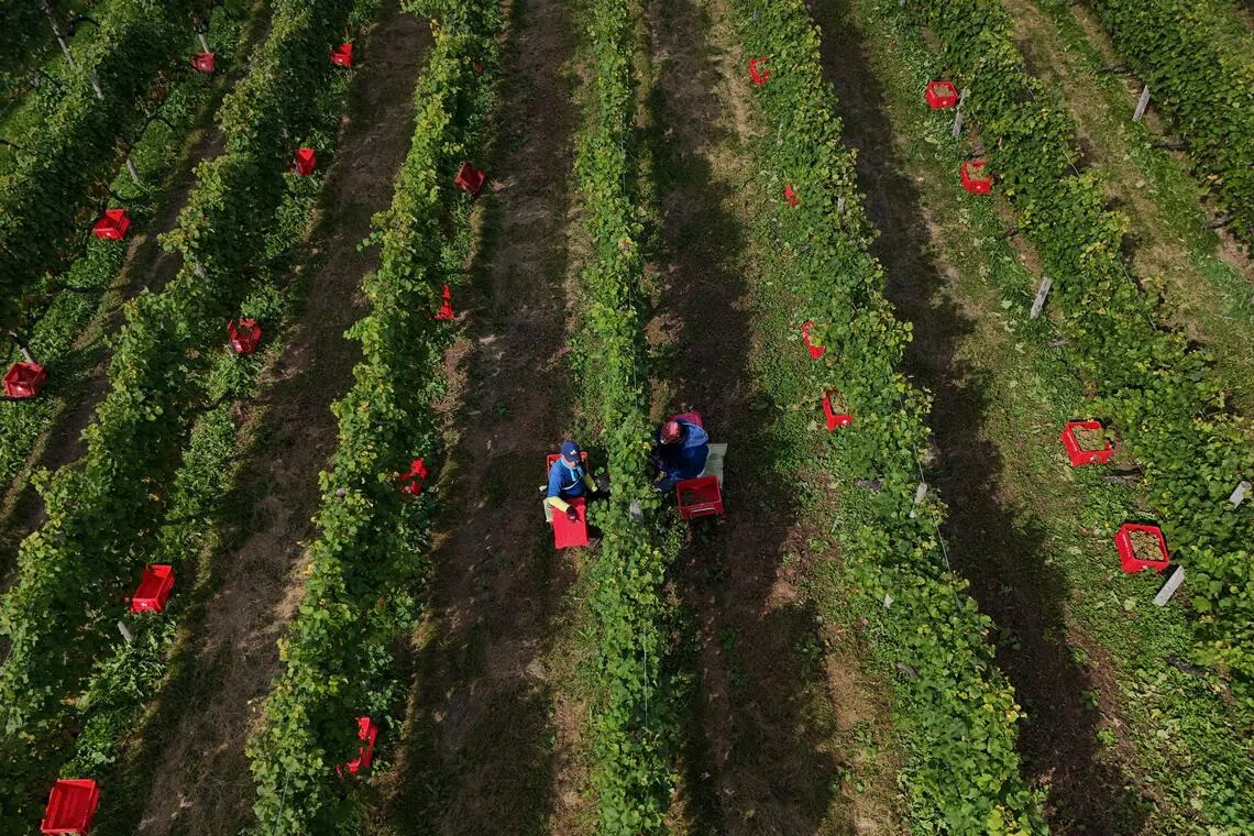 Family members of Yuichi Hirotsu harvesting Kerner grapes at their Hirotsu Vineyard.