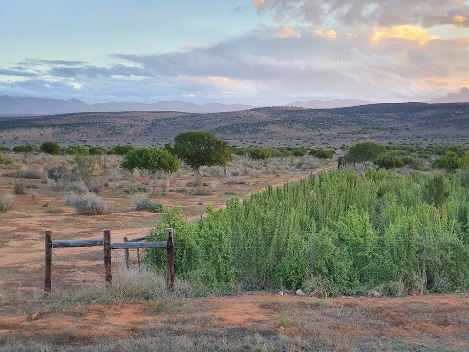 Full-scale restoration, which includes replanting native thicket across the land area, is expected to sequester more than 30 million tonnes of carbon dioxide over its lifespan.
