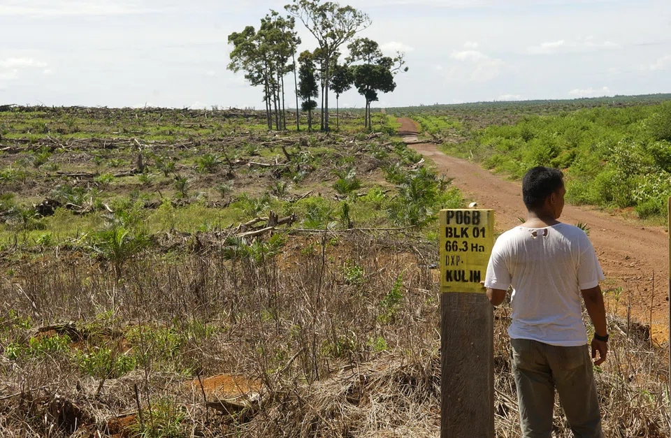 The global study - the most comprehensive of its kind to date - found that trade and finance-driven initiatives had made “limited” progress halting deforestation and in some cases worsened economic inequality.