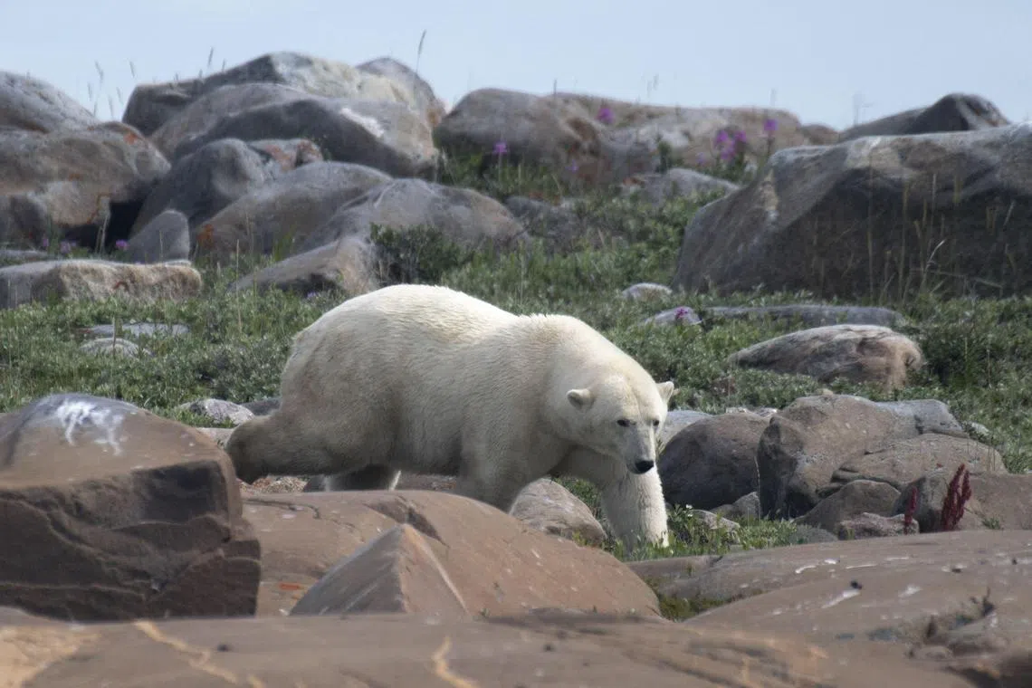 A female polar bear on the Hudson Bay shoreline, near Churchill, Manitoba, Canada, August 2022. Rising temperatures melt away the Arctic sea ice upon which the bears depend for survival.  Scientists can calculate how much new greenhouse gas emissions will increase the number of ice-free days in the bears' habitats, and how that in turn will affect the percentage of cubs that reach adulthood. 