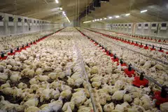 As one of the largest poultry producers in Indonesia, Japfa believes it could help meet Singapore’s demand for chicken. 