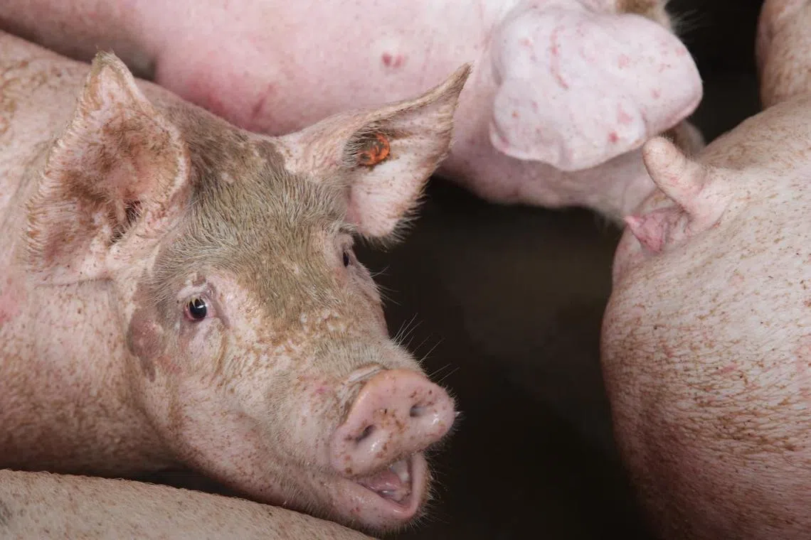 Obese pigs in China are fuelling relentless slump in pork prices