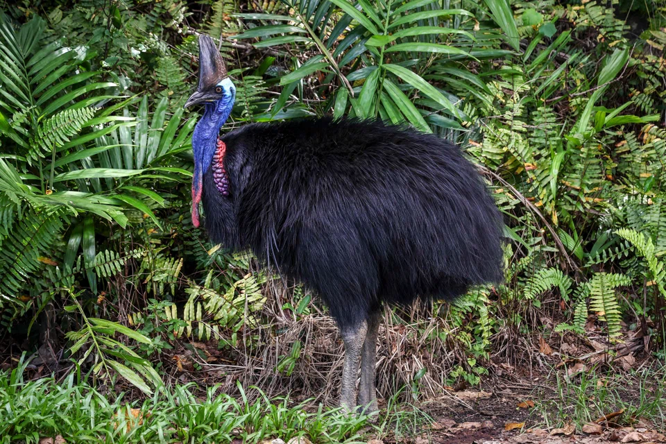 The Australian government has a national recovery plan underway to save the iconic cassowary bird – as it does with many other species – that includes working with Indigenous and conservation groups.