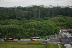 The site of the Kranji woodland that was cleared by mistake in 2020 and 2021, in a photo taken on Oct 1, 2024. 