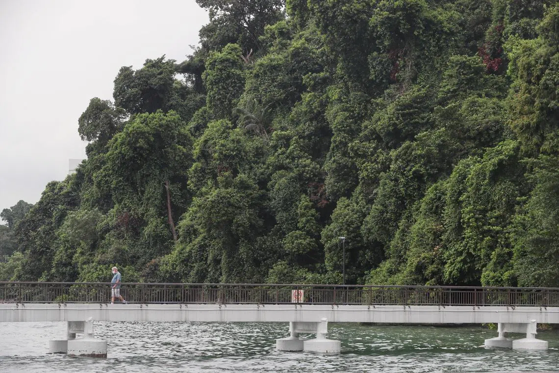The National Parks Board (NParks) will be announcing plans to restore and enhance the habitats of Labrador Nature Reserve including a new Keppel Coastal Trail, as part of efforts to transform Singapore into a City in Nature, a key pillar of the Singapore Green Plan. 