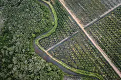 Attracting international capital to carbon markets at scale is also proving difficult. Concerns over greenwashing and credibility are often cited as reasons investors hesitate, notes a panellist.