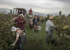 A wine harvest in Georgia's Kakheti region. Some vintners in the former Soviet republic are seeking to break a politically risky dependence on Russia and focus more on high-value European and American markets. 