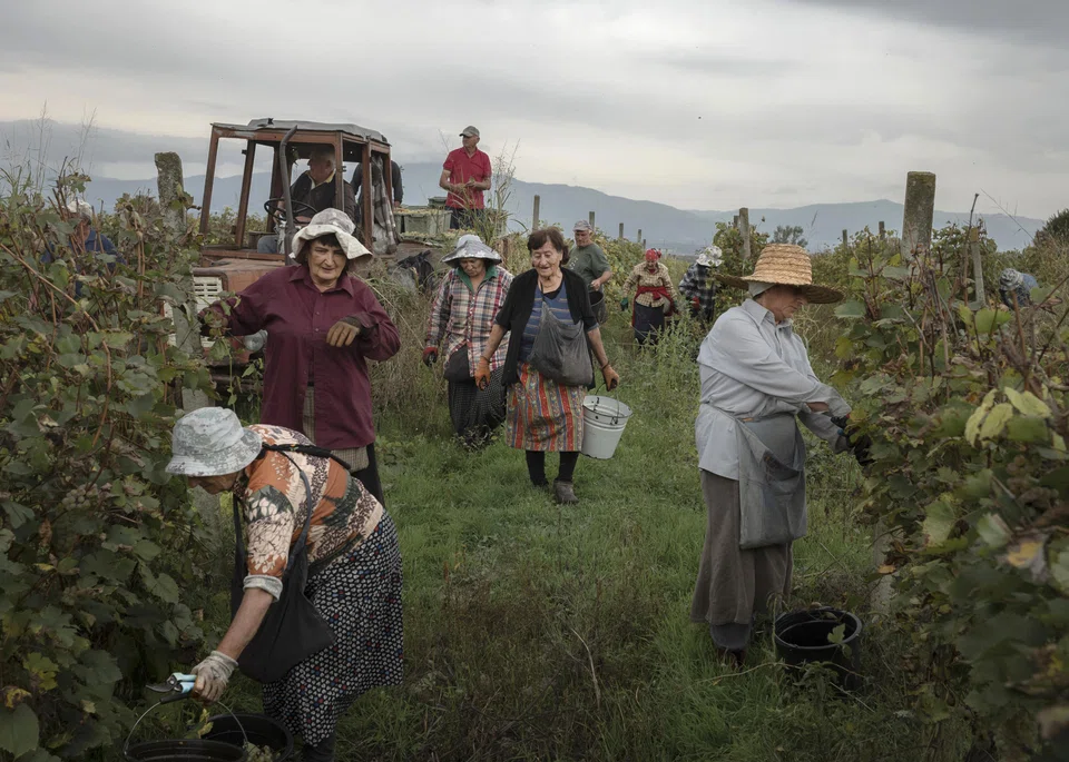 A wine harvest in Georgia's Kakheti region. Some vintners in the former Soviet republic are seeking to break a politically risky dependence on Russia and focus more on high-value European and American markets. 