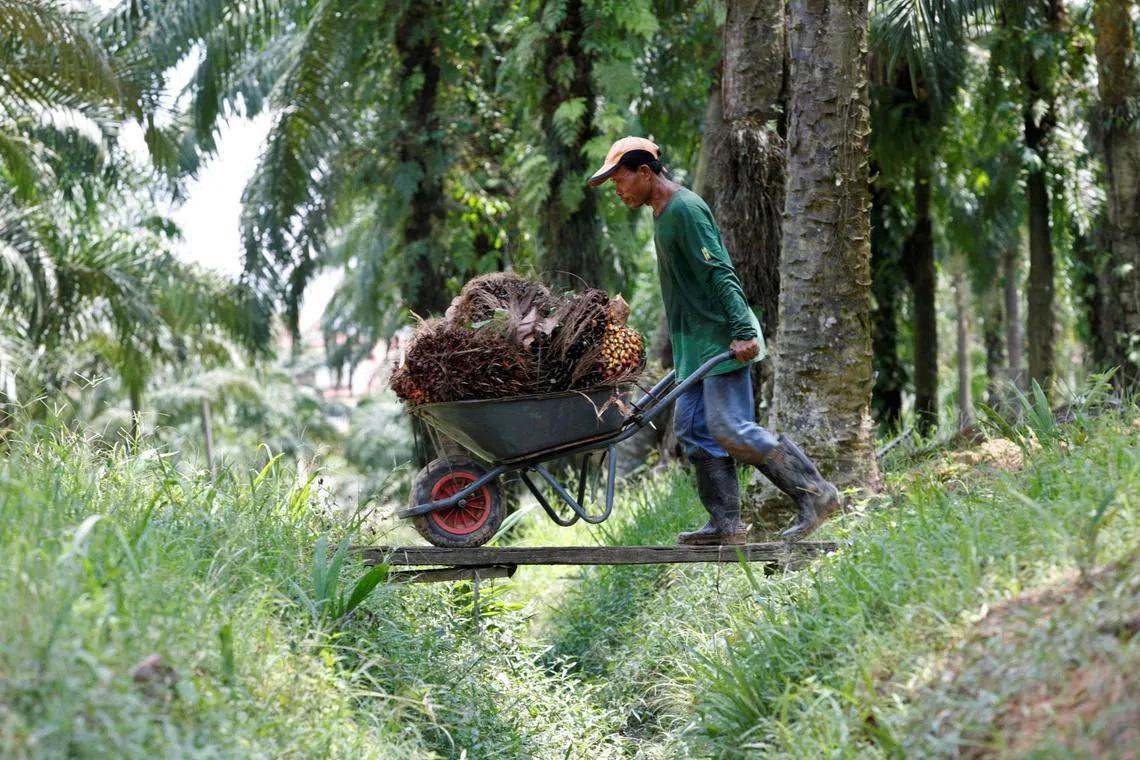 Malaysia, the world’s second-largest palm oil producer, is in a strategic position to become one of the world’s leading SAF producers.