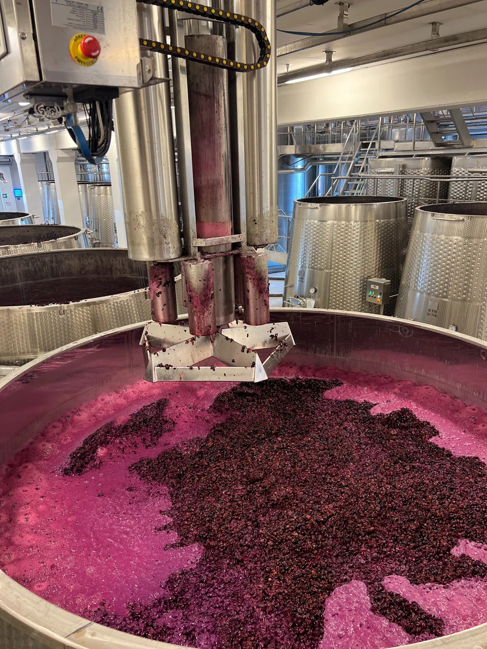 The process of pressing the harvested and de-stemmed grapes in large steel vats, at Barone Ricasoli.