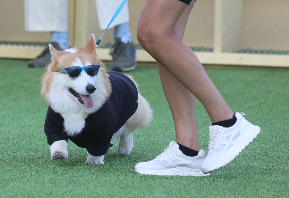 Between 2019 and 2023, pet spending grew by a compound annual rate of 11 per cent, in nominal terms, compared with 6 per cent for consumer spending overall and 5 per cent for pet spending over the preceding decade.