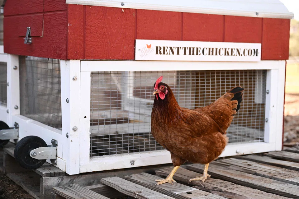 A hen walks past a portable chicken coop on a farm where they are raised as part of the "Rent The Chicken" service in Agua Dulce, California, April 21, 2025. 