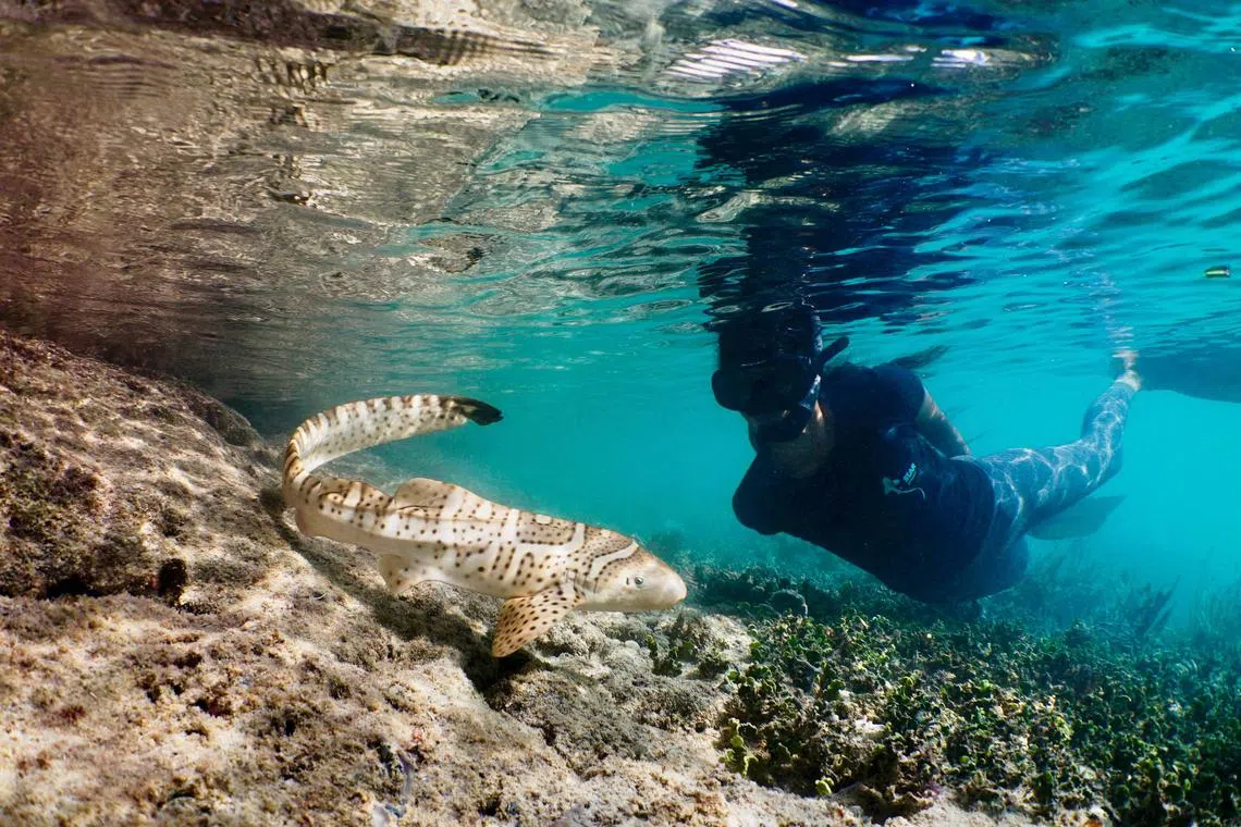 A zebra shark, which is an endangered species, in Raja Ampat, Indonesia. The issue of nature repair is particularly acute in South-east Asia, home to much of the natural capital that is under threat. 