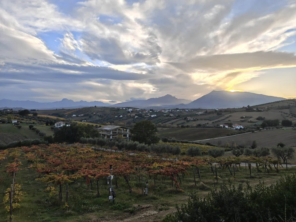 A view of the fabled vineyard of Emidio Pepe in Italy.