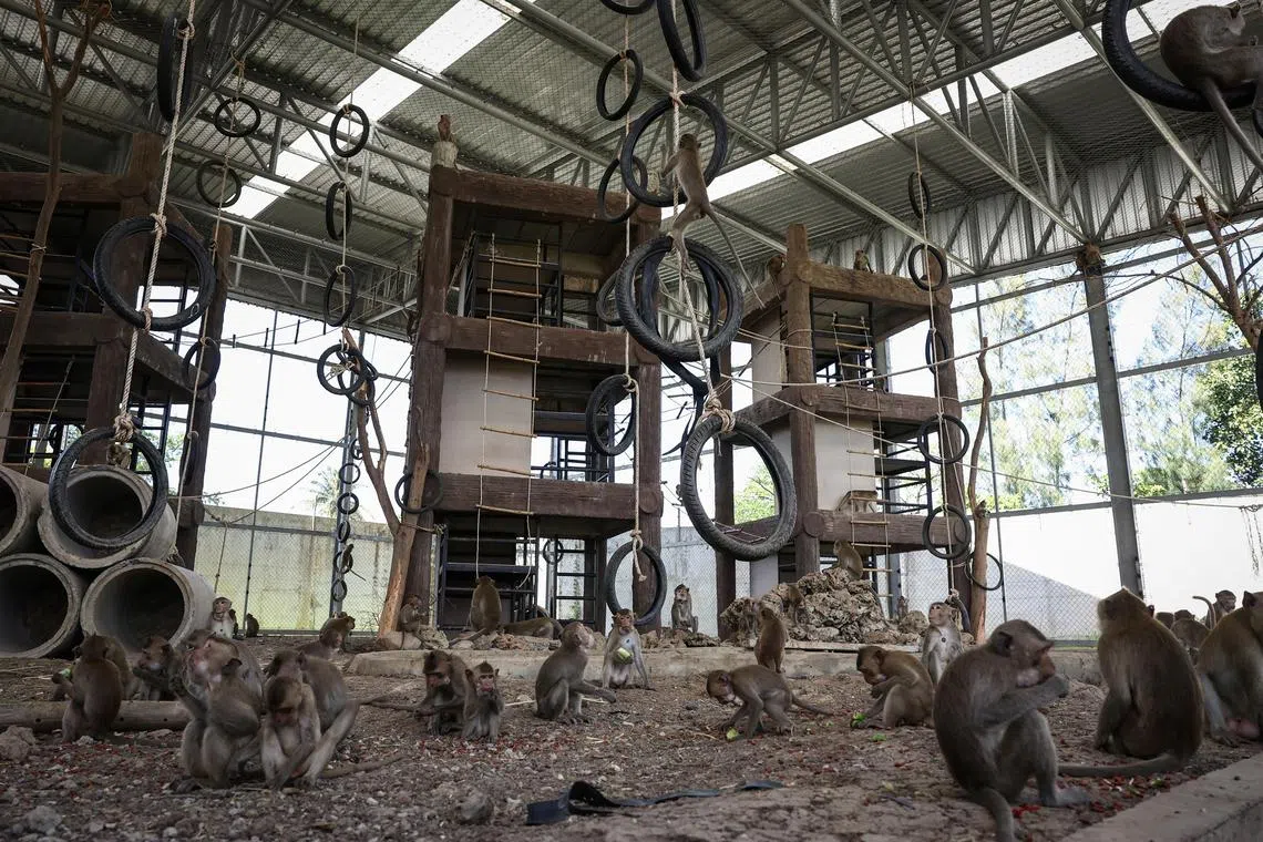 Around 200 of the primates broke out of their enclosures and rampaged through town, with one group descending on a local police station.