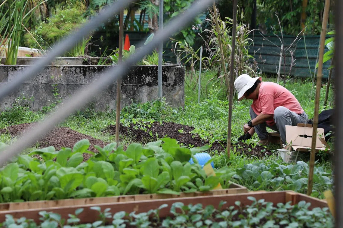 Crops grown in GUI's farm include vegetables such as kai lan and kang kong. No chemicals are used in the process.
