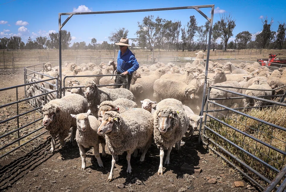Sheep prices have slumped with older animals fetching an average of just A$34 (S$29.7) in October and some reports of animals selling for less than a US dollar a head.