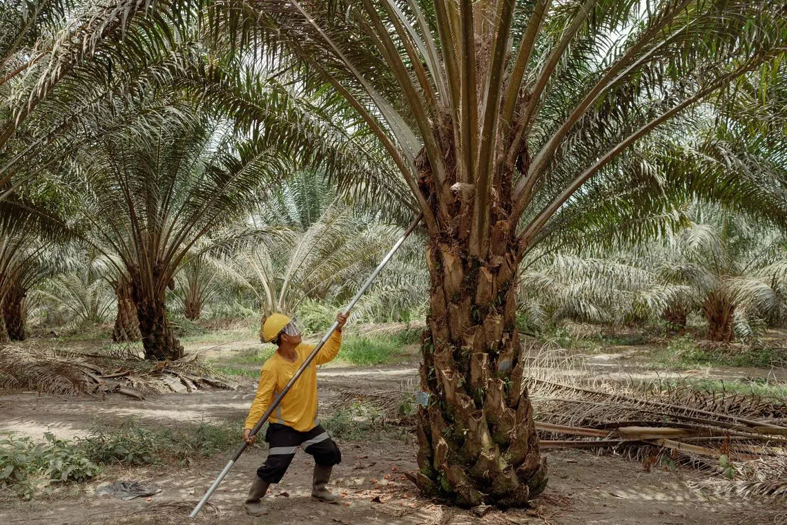 The group says palm oil production had normalised following a pent-up spike in Q4 2024.