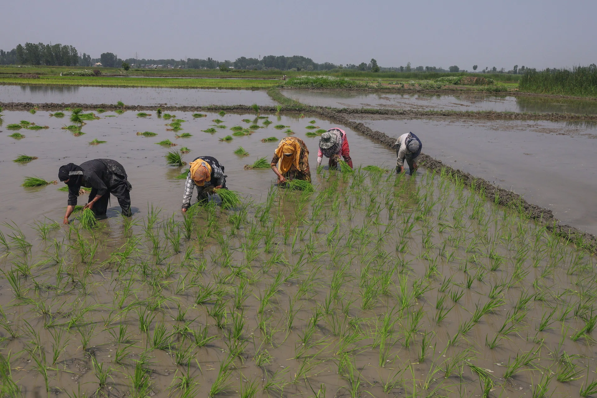 China warns of crop risks as heatwave sweeps agricultural regions