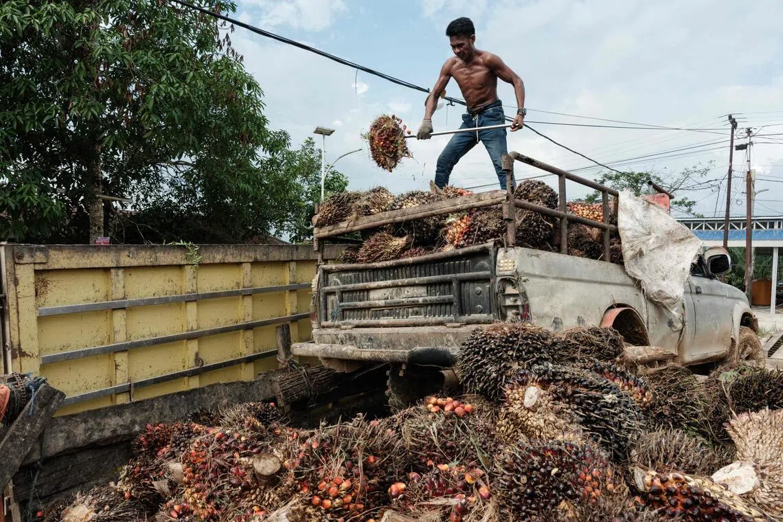 A man unloads palm oil seeds from a pick-up truck after bringing them from a plantation to sell at a market in Sepaku, East Kalimantan, on July 10, 2024.