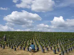 Malaysia is the world’s second-largest palm oil producer and Europe is among its biggest export markets. 