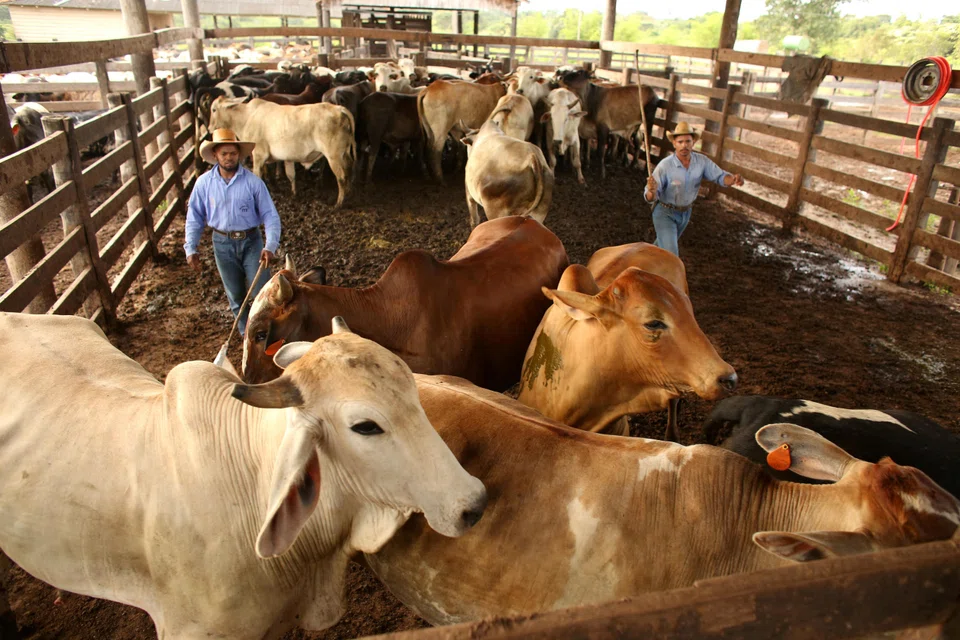 In 2024, Brazil provided about six times more beef to the US than Argentina. However, 76.4 per cent tariffs are likely to affect supply and price.