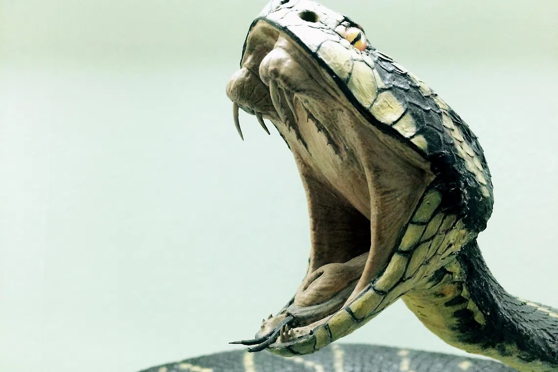 line, cobra, dangerous